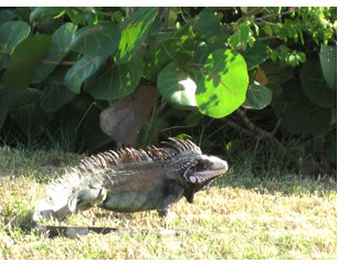 St. John's famous Iguana