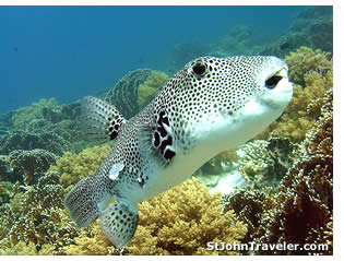 Tropical fish abound on St. John