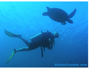 Scuba Diving with Sea Turtles on St. John