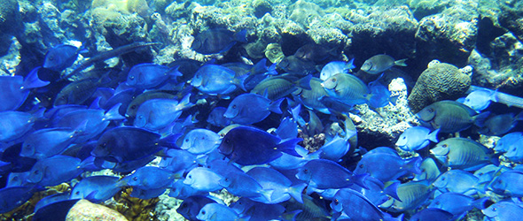 Snorkeling Blue Tang