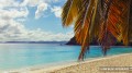 jost-bvi_palm