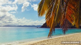 jost-bvi_palm