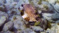 jost-bvi_trunkfish