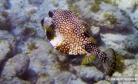 jost-bvi_trunkfish