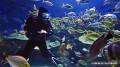 st-john_diving