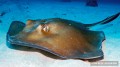 St. John Stingray
