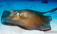 St. John Stingray