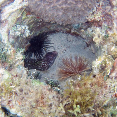 Spotted Moray Eel hiding in coral, Marina Cay