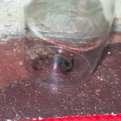 Unwanted house guest - scorpion, Marina Cay