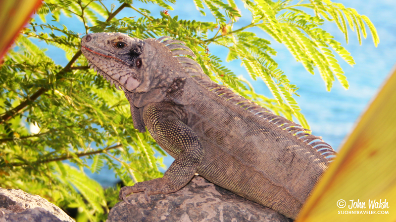 vacation_st-john-iguana